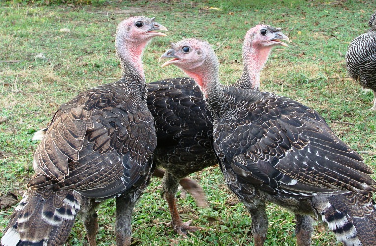bronze-turkeys.jpg