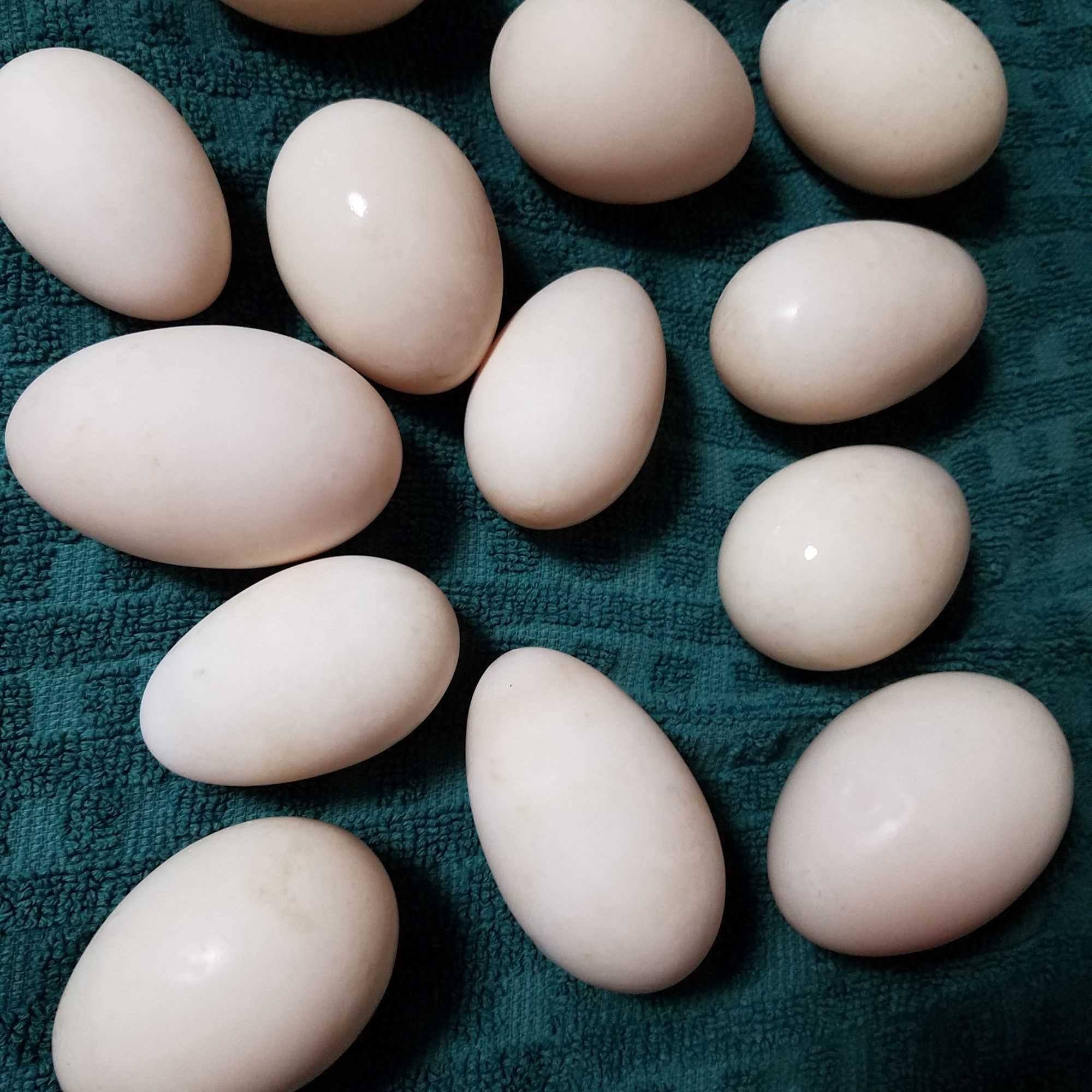 duck eggs 3.jpg